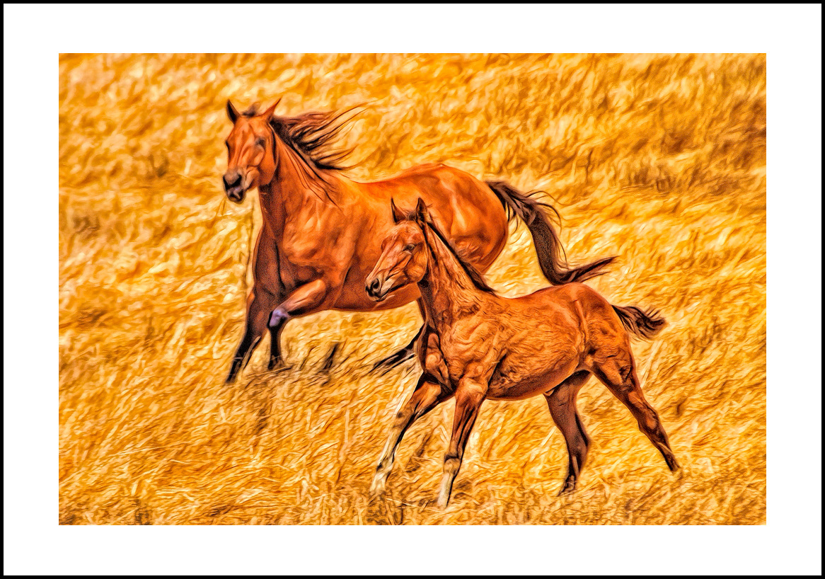 horses-4x6: 18