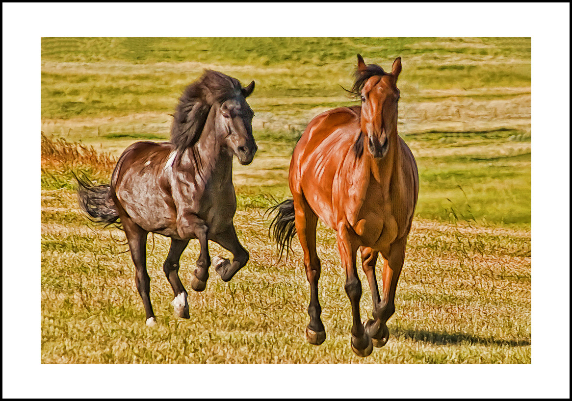 horses-4x6: 432