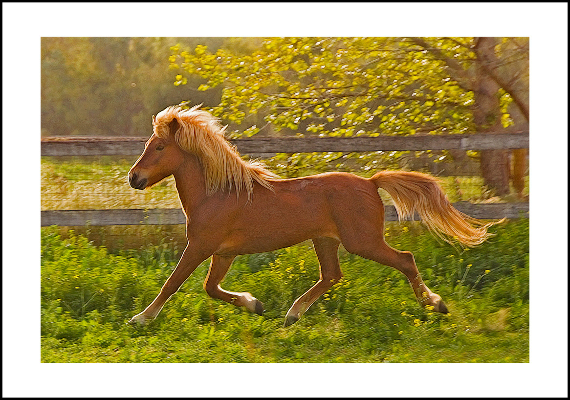 horses-4x6: 448