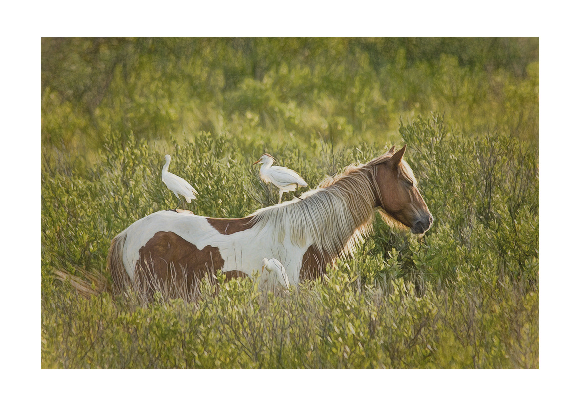 horses-4x6:-93