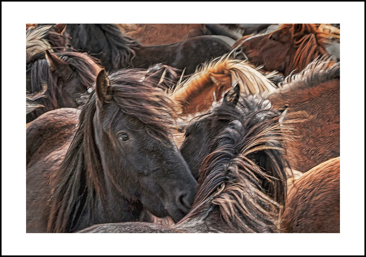 Horses-4x6: 208
