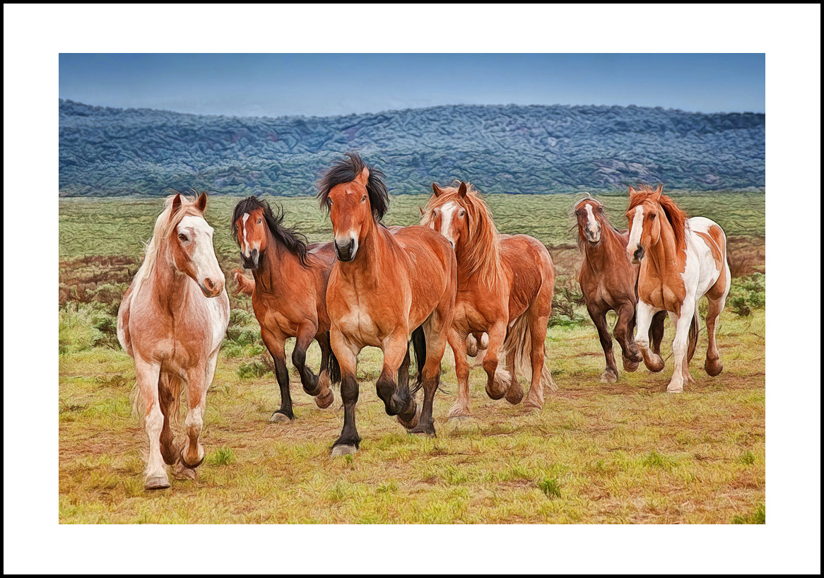 horses-4x6: 445