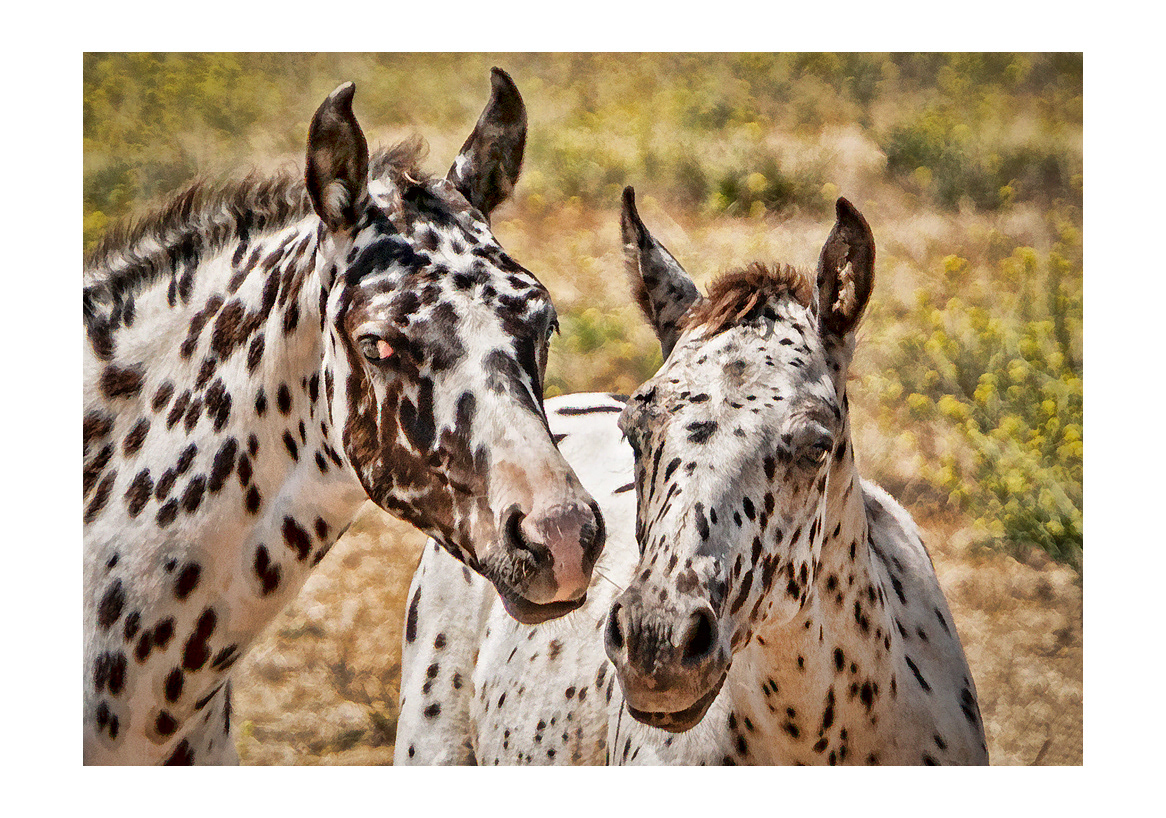 horses-4x6:-37