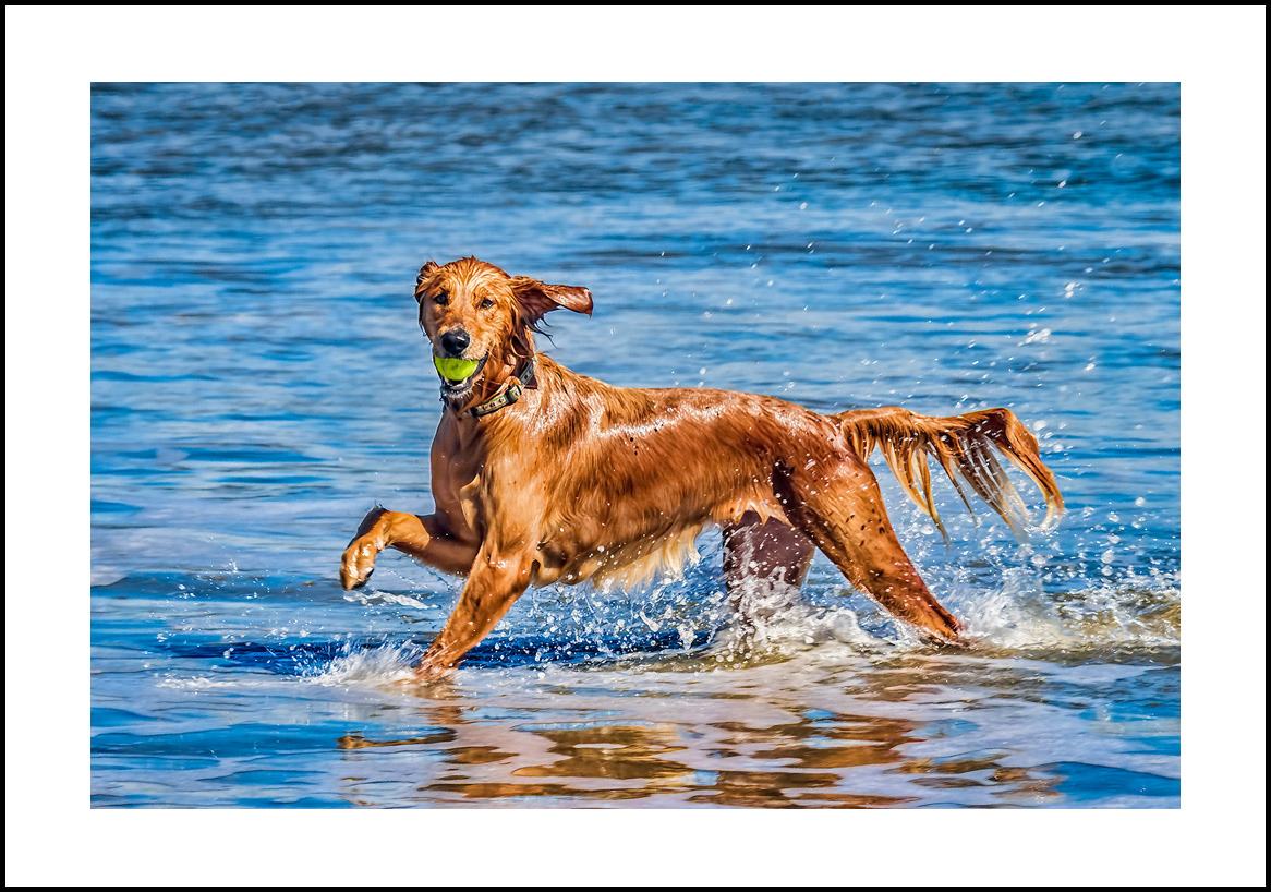 Dogs-4x6-04