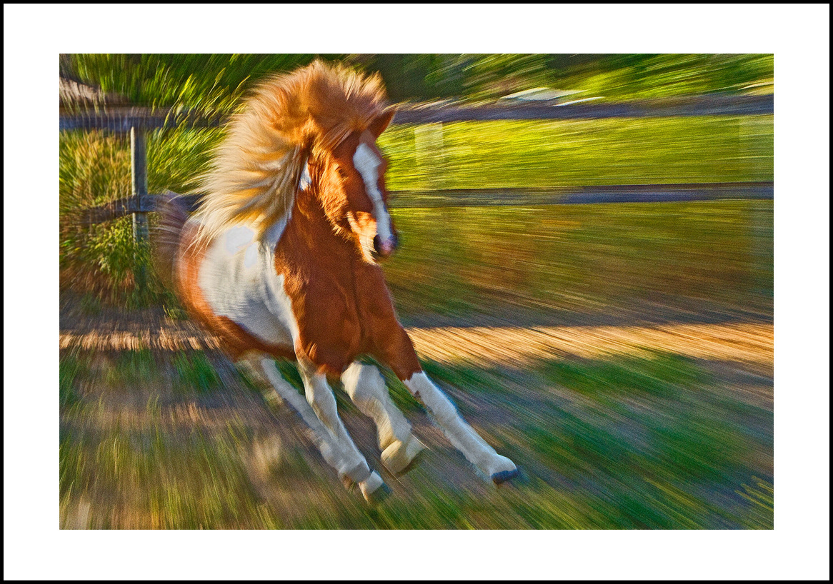 Horses-4x6: 203