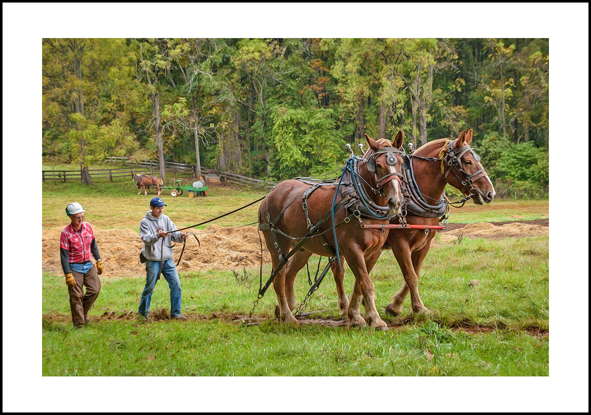 Horses-4x6: 224