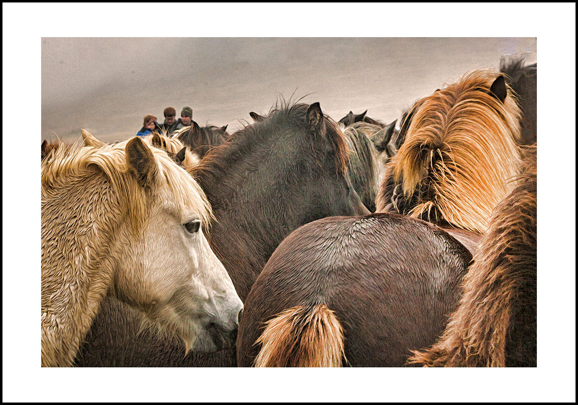 horses:4x6: 303