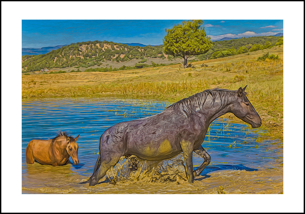 horses-4x6: 15
