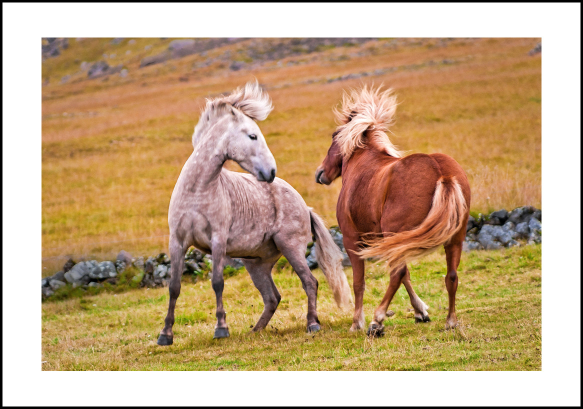 horses-4x6: 423