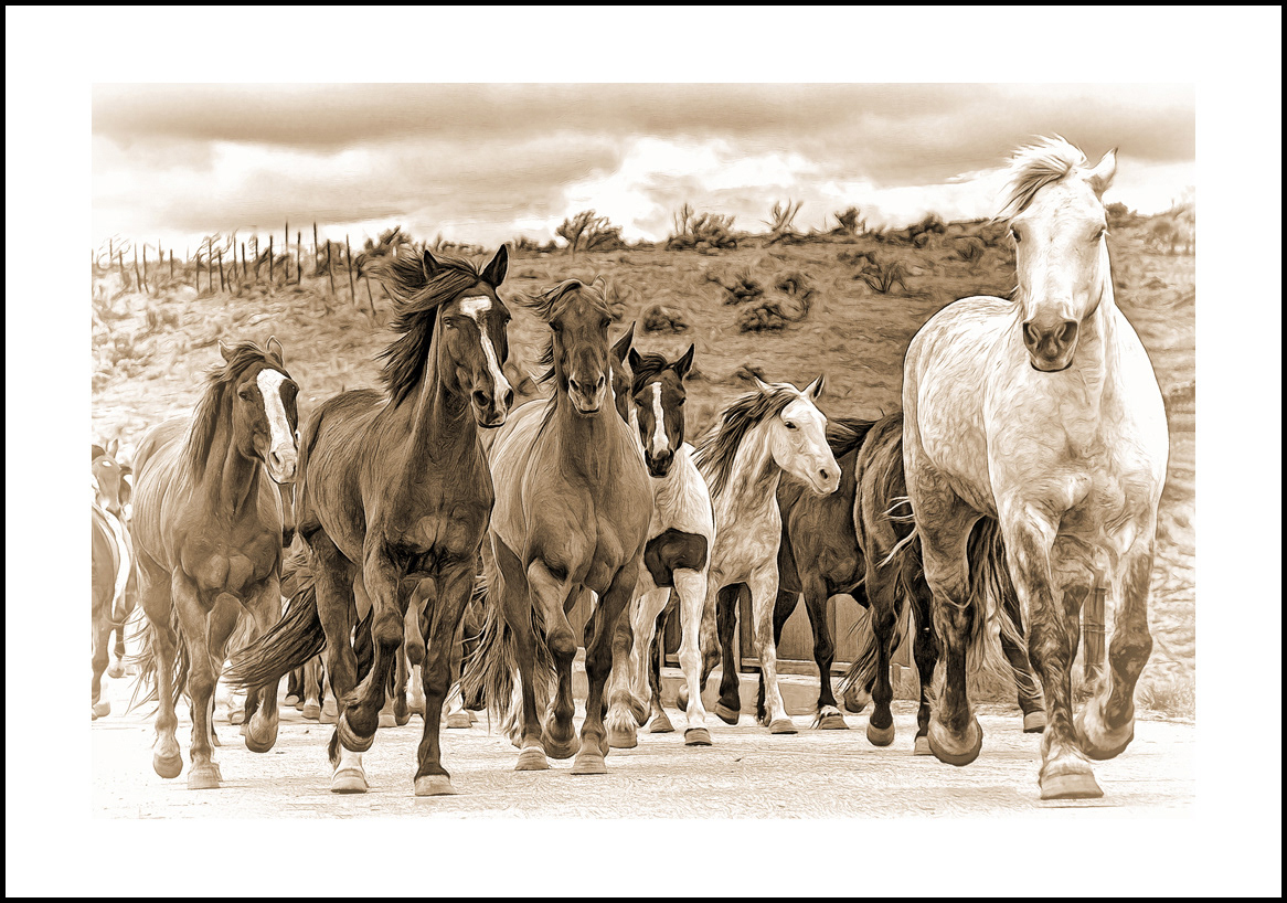 Horses-4x6: 216