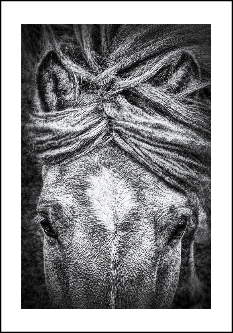 horses-4x6:: 455