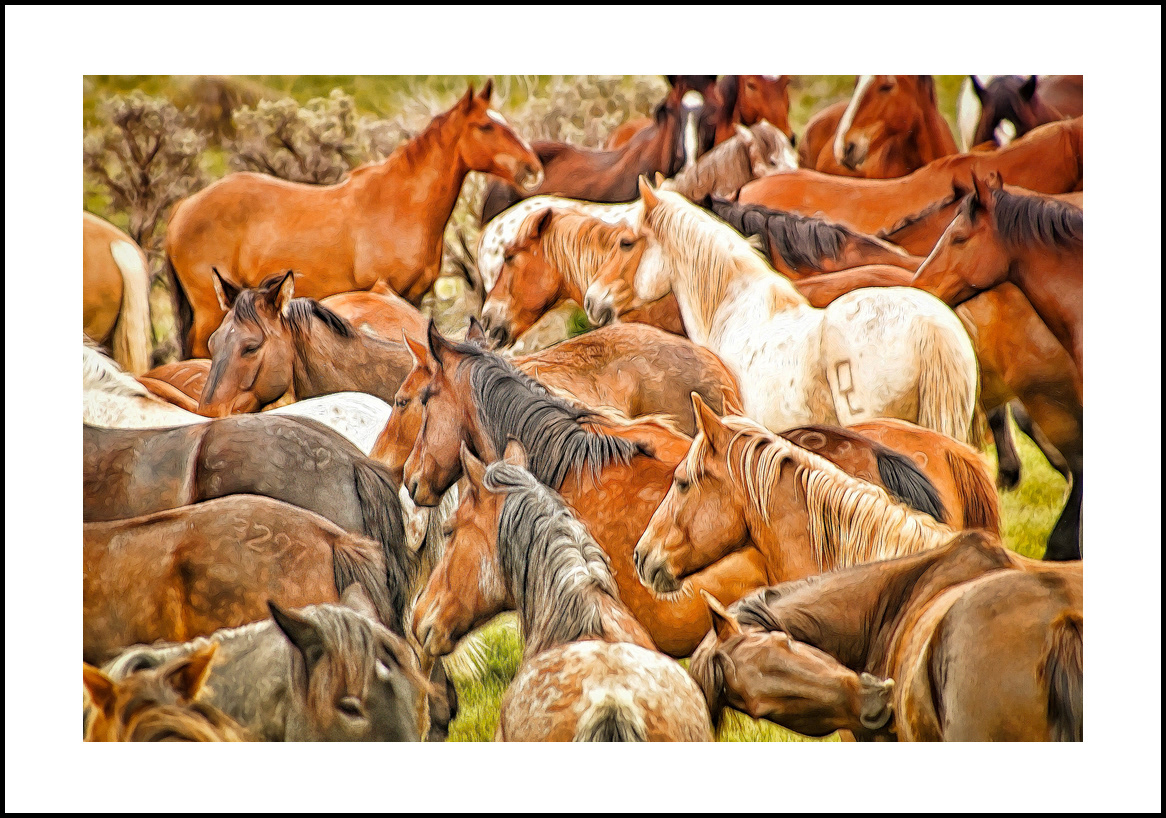 horses-4x6: 434
