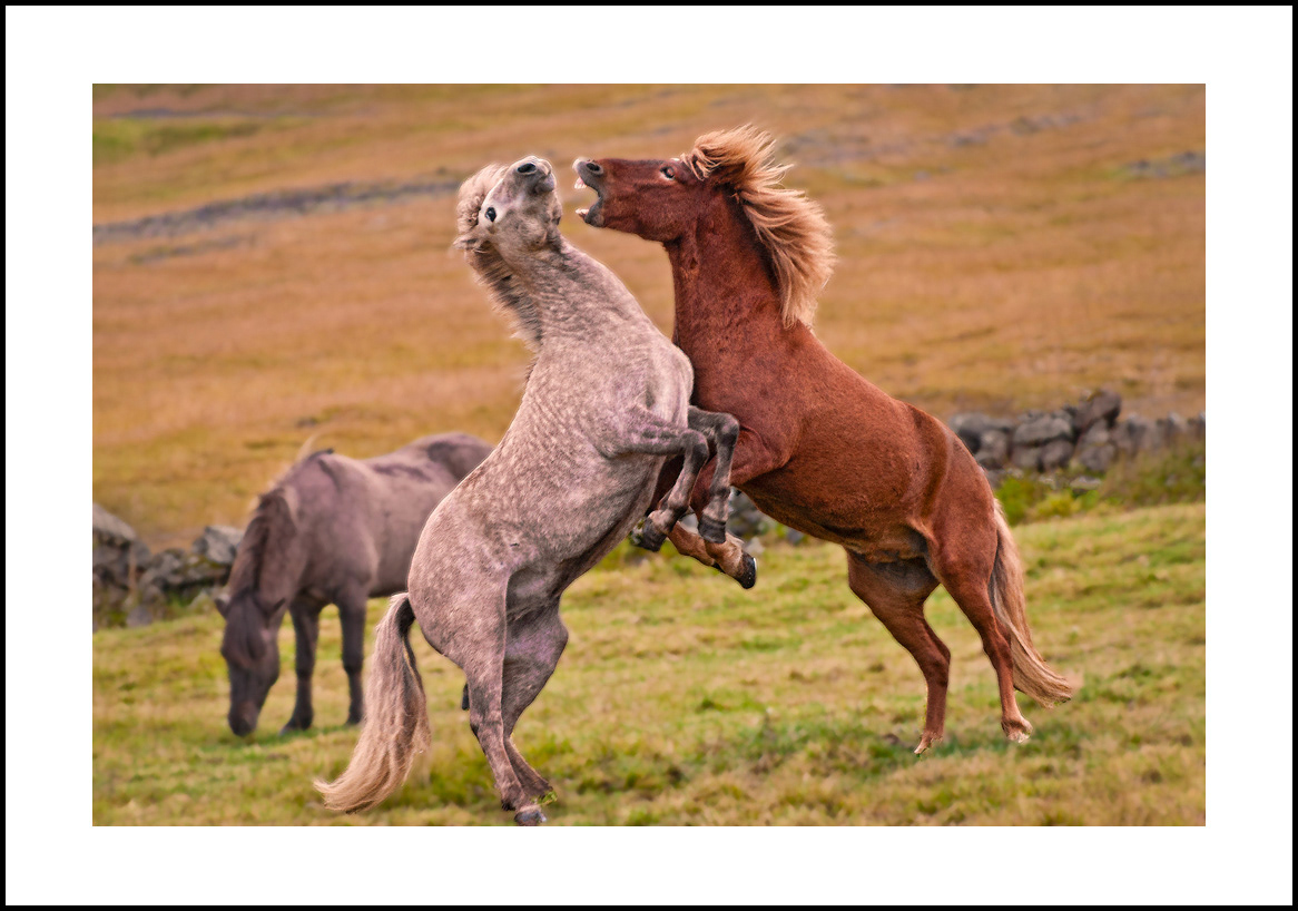 horses-4x6: 418