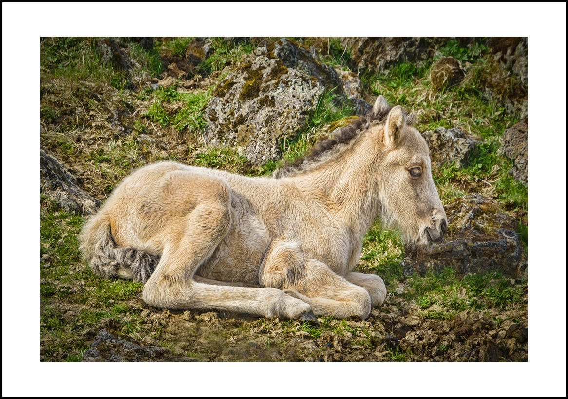 Horses-4x6: 243