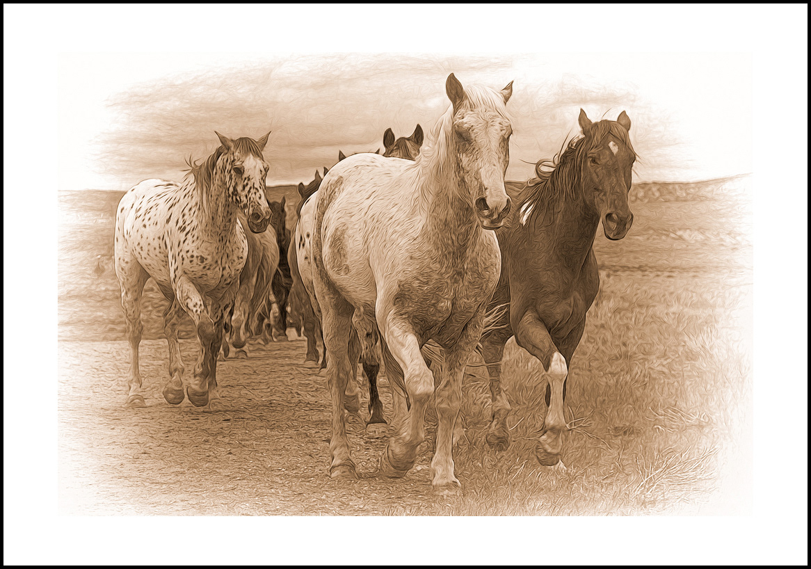 horses-4x6: 442