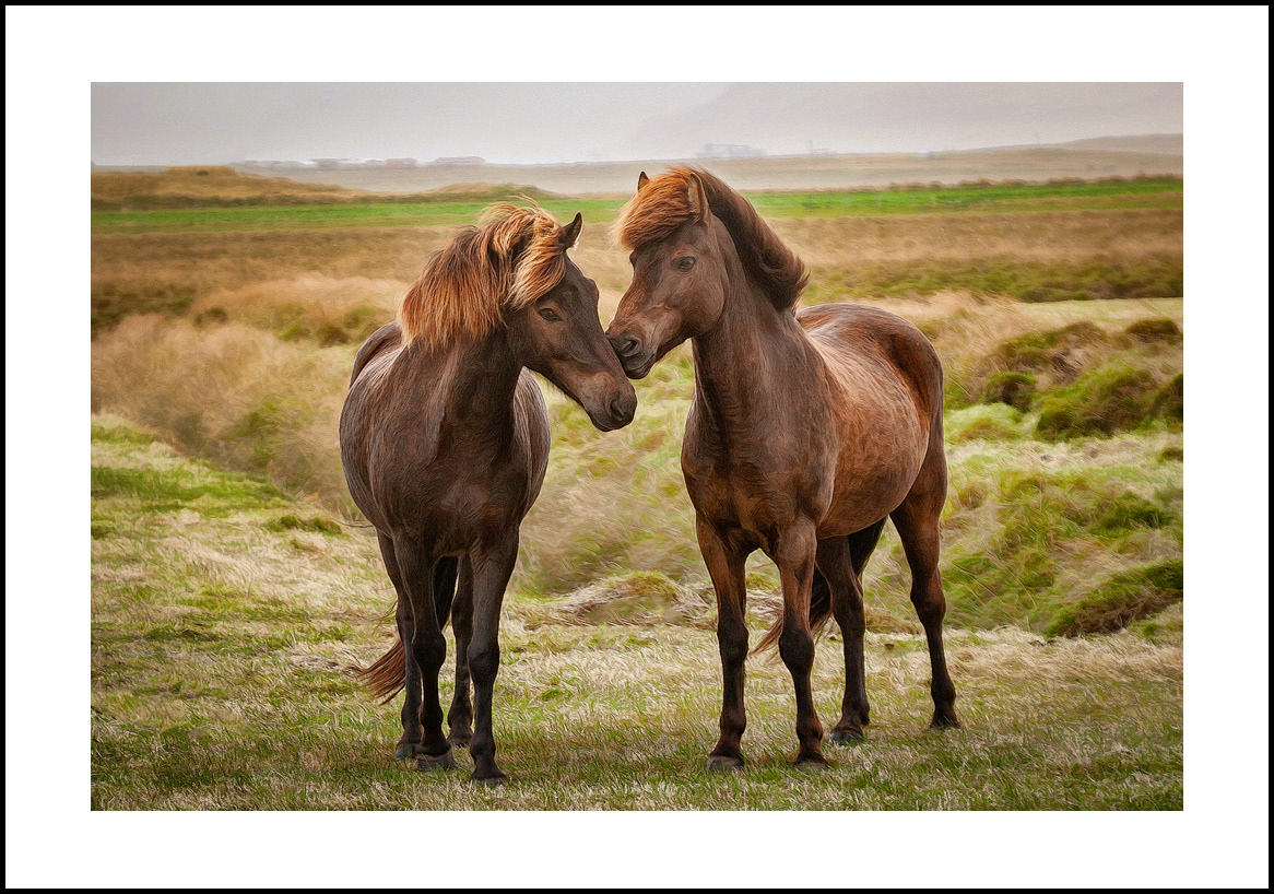horses-4x6: 411
