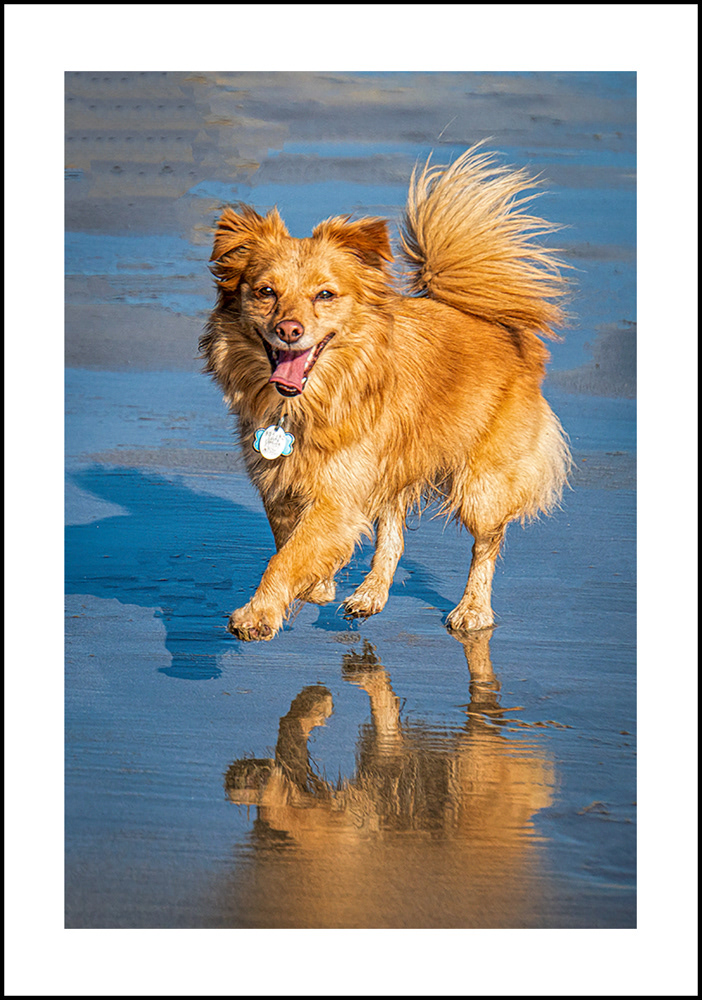 Dogs-4x6-01