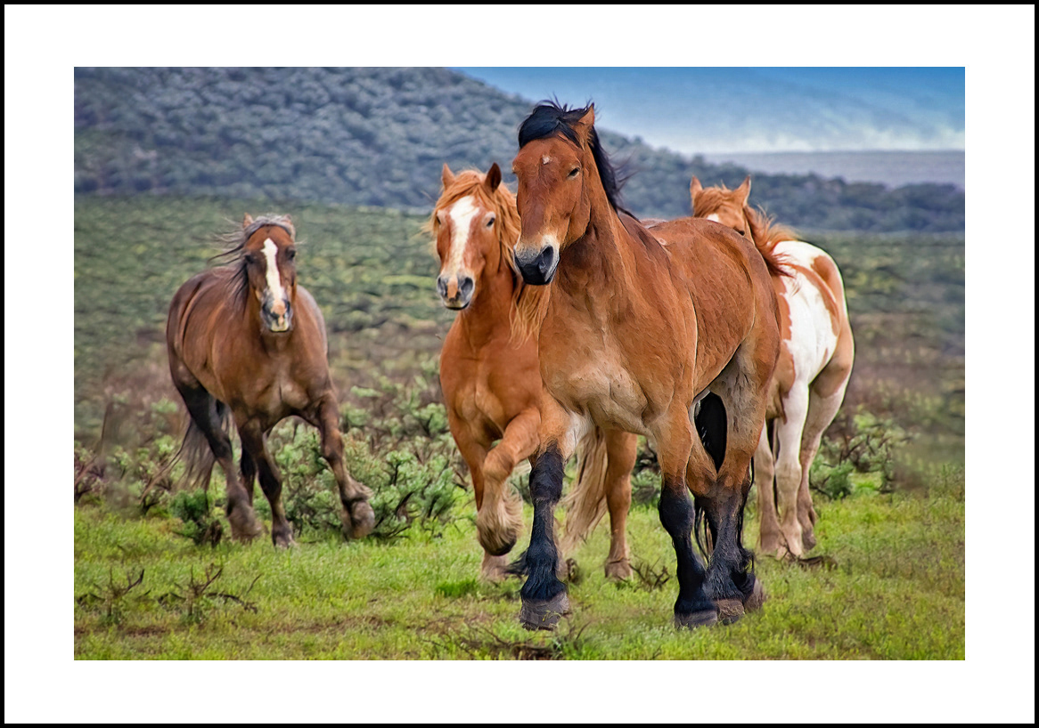 horses-4x6: 445