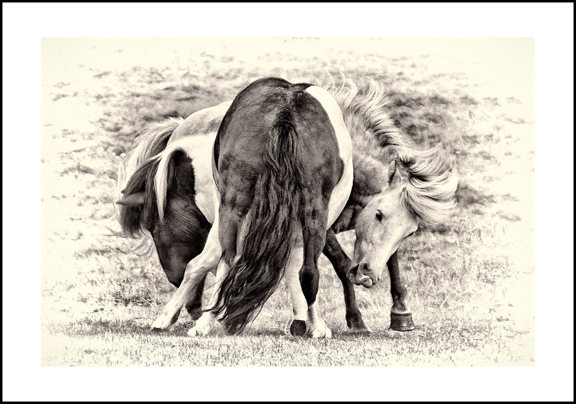 horses-4x6: 425