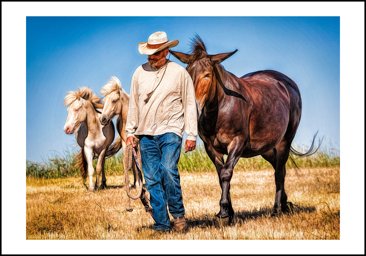 horses-4x6: 11