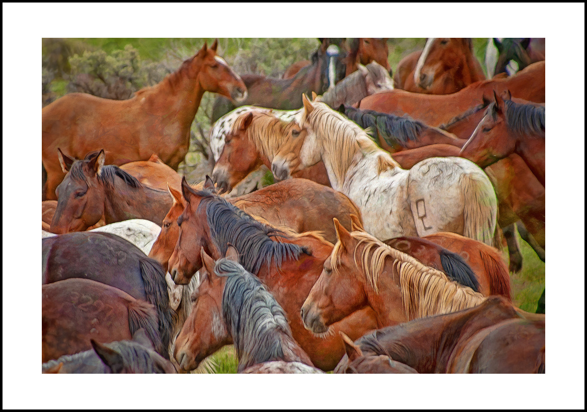 horses-4x6: 03