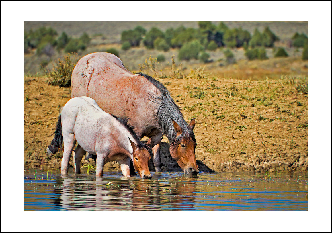 horses-4x6: 14