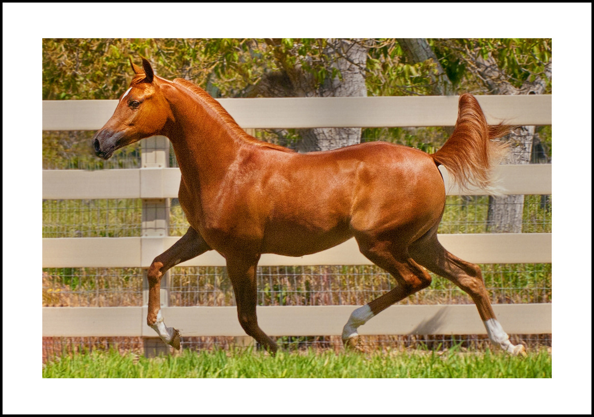 horses:4x6: 305