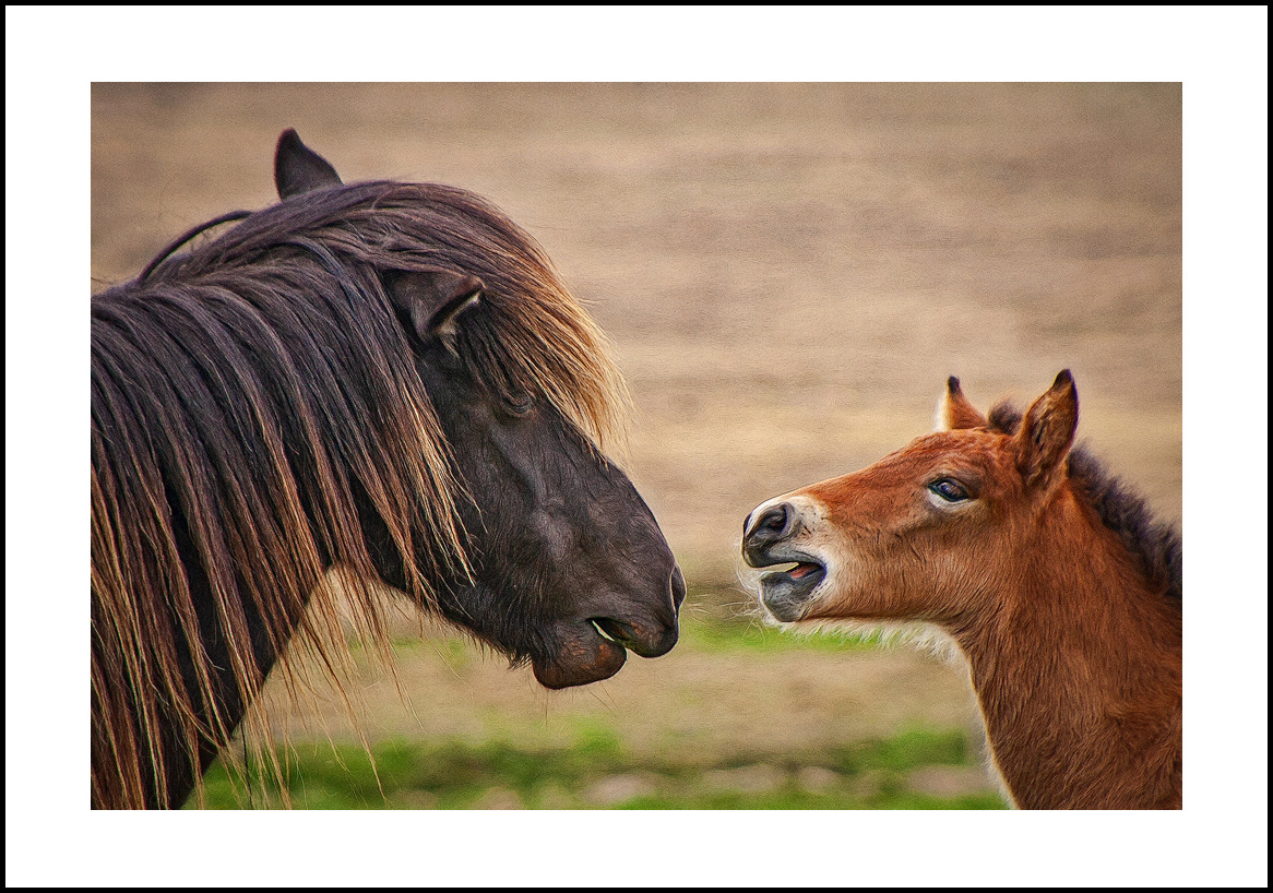 horses-4x6: 454