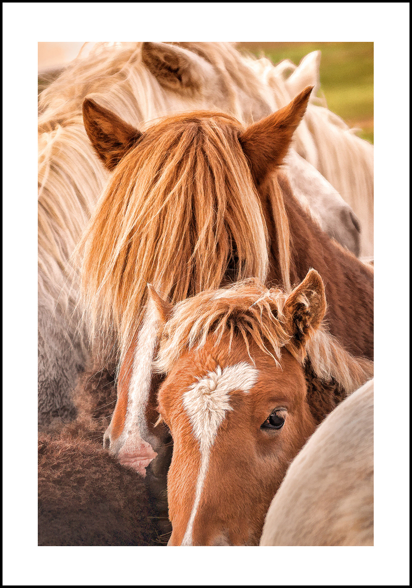 horses-4x6: 401