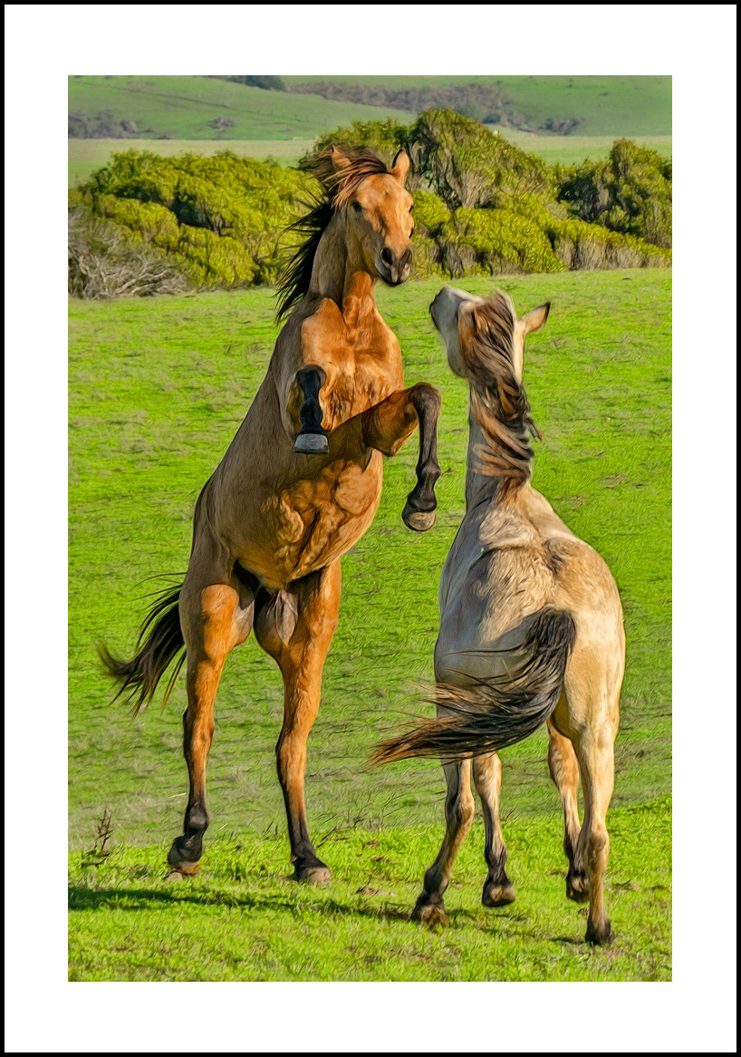 Horses-4x6: 245