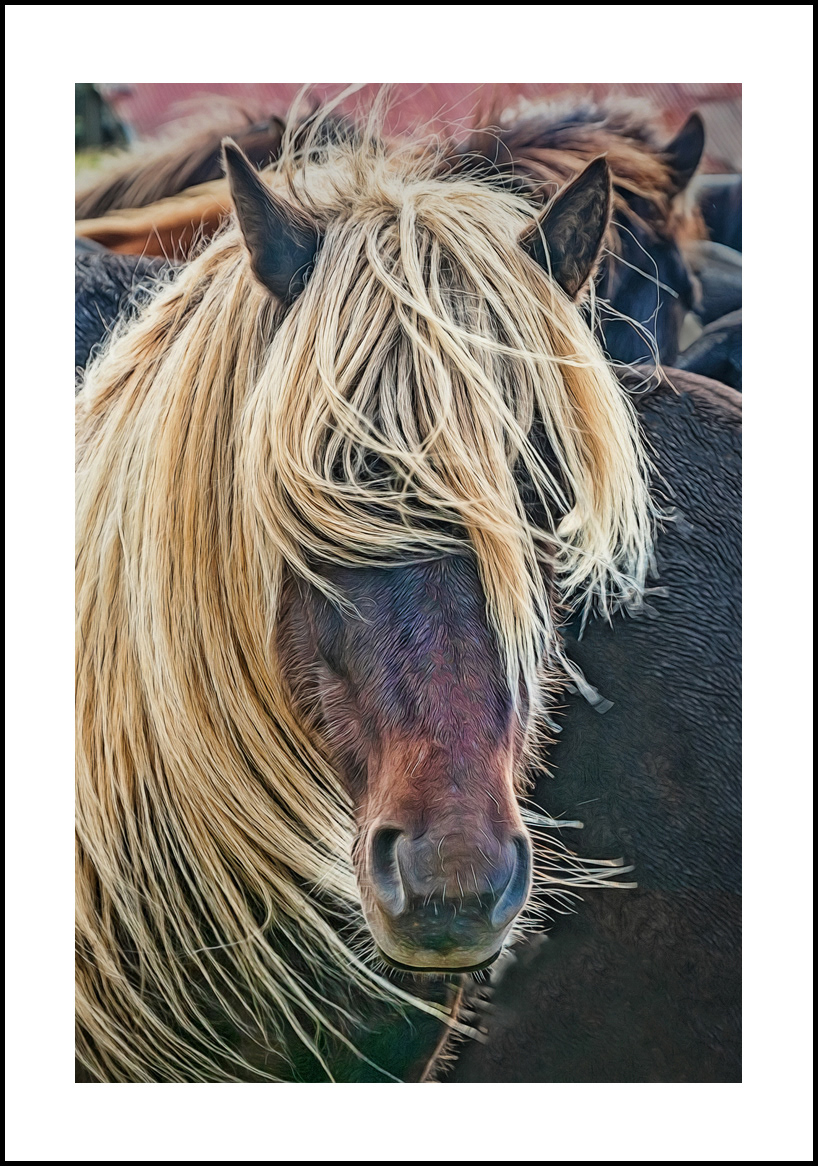 Horses-4x6: 209