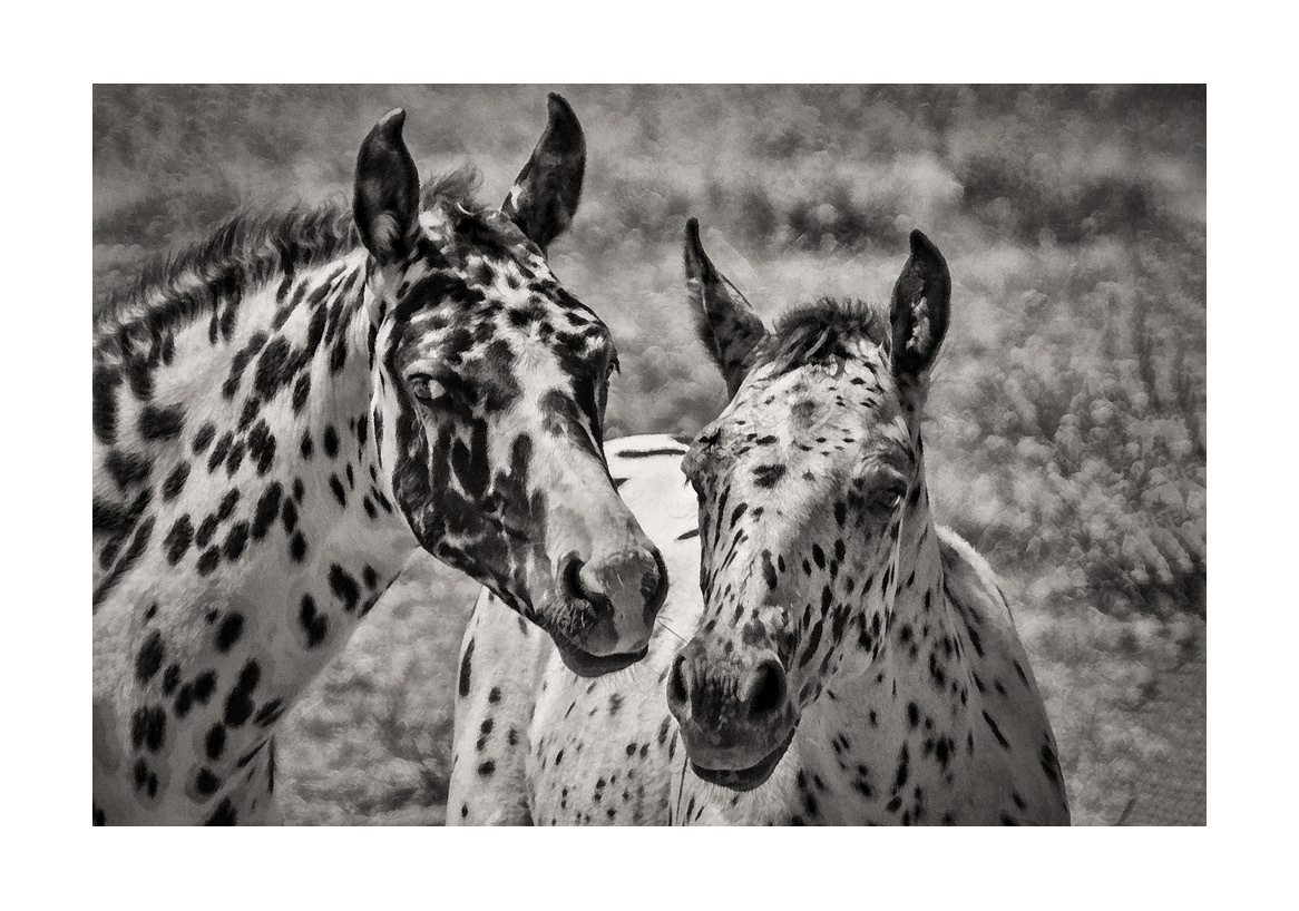 horses-4x6:-36