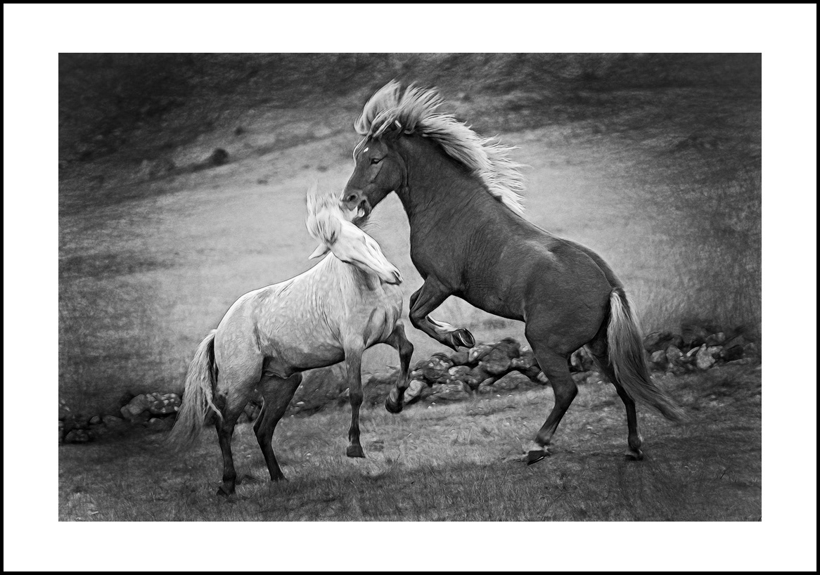 horses-4x6: 419