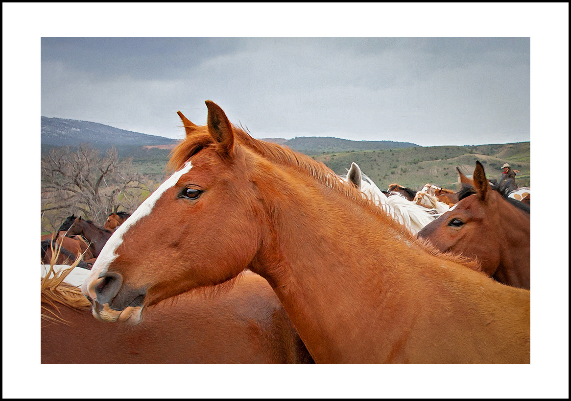Horses-4x6: 211