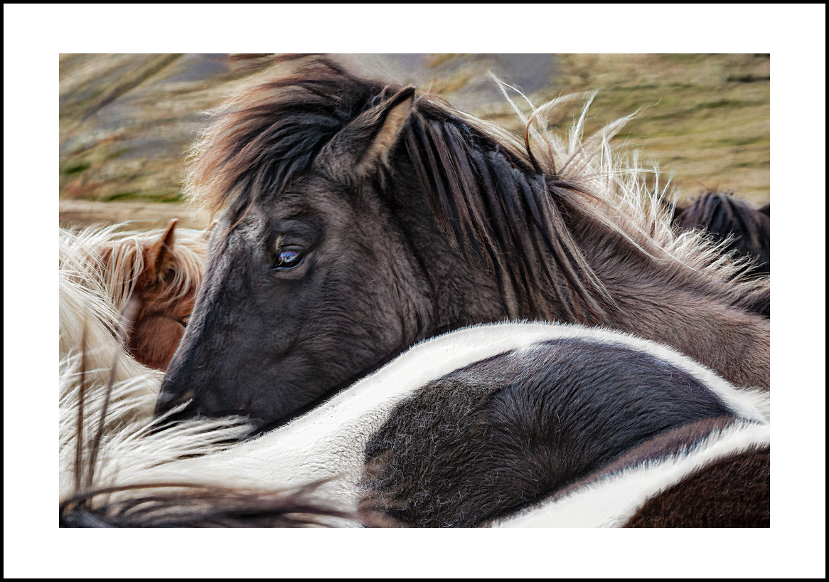 horses-4x6: 406