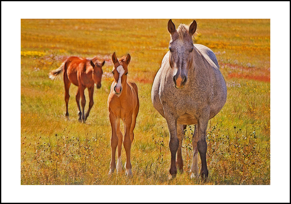 horses-4x6: 13