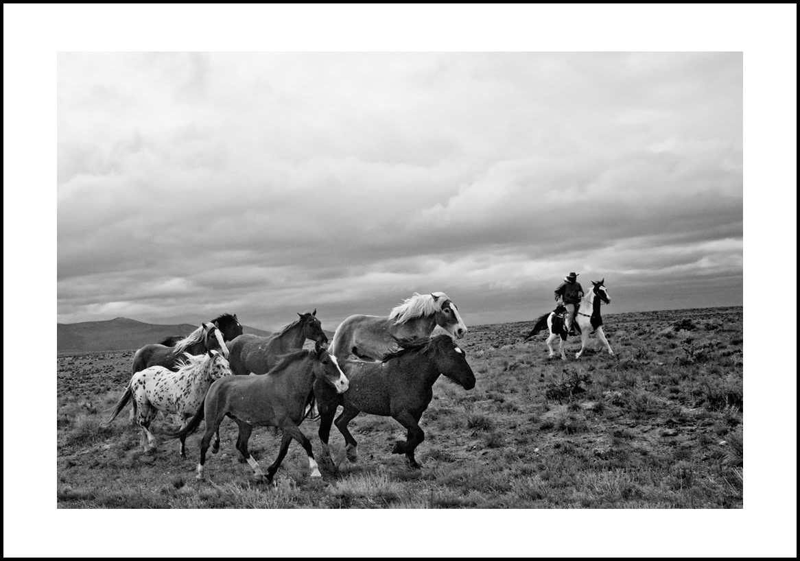 Horses-4x6: 218