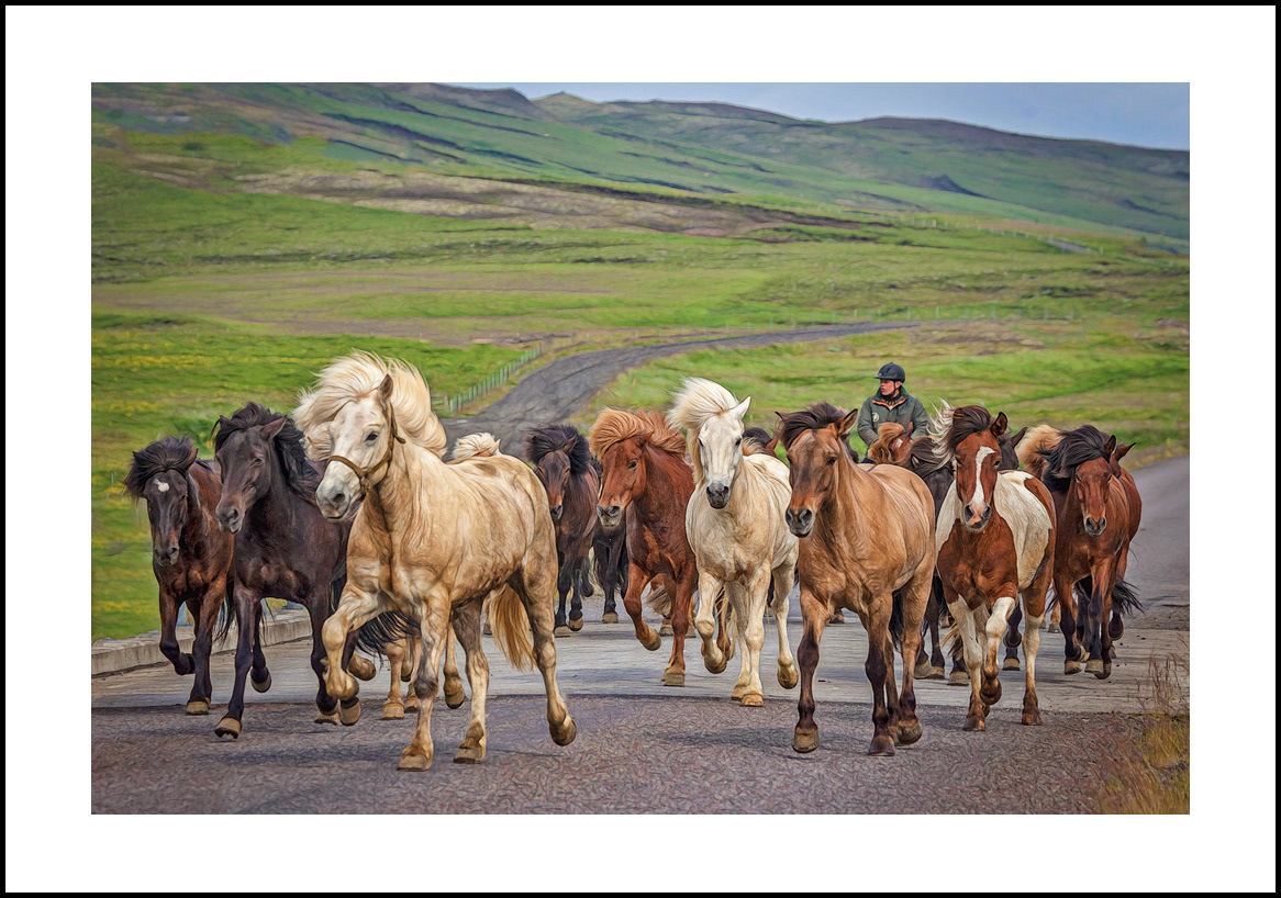 horses:4x6: 303
