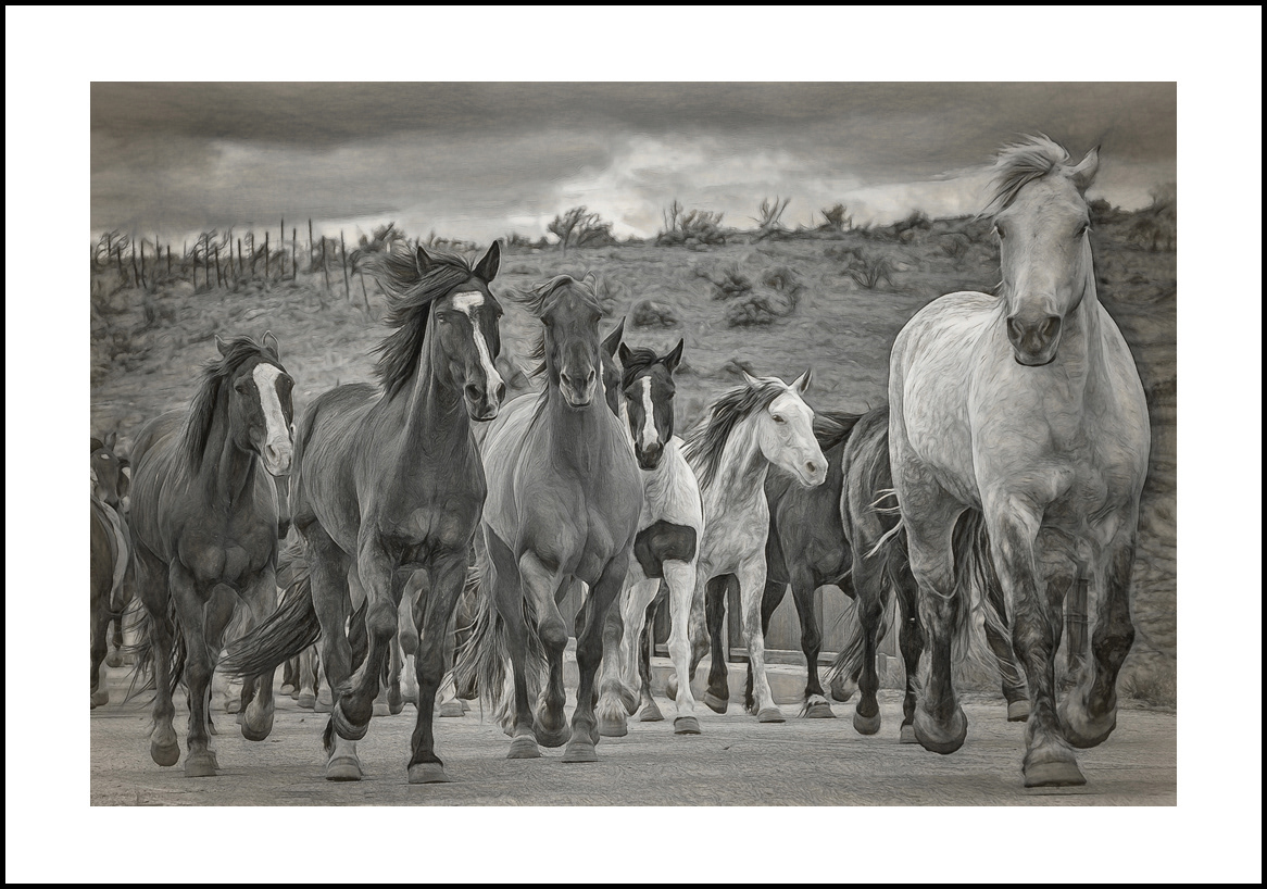 Horses-4x6: 215