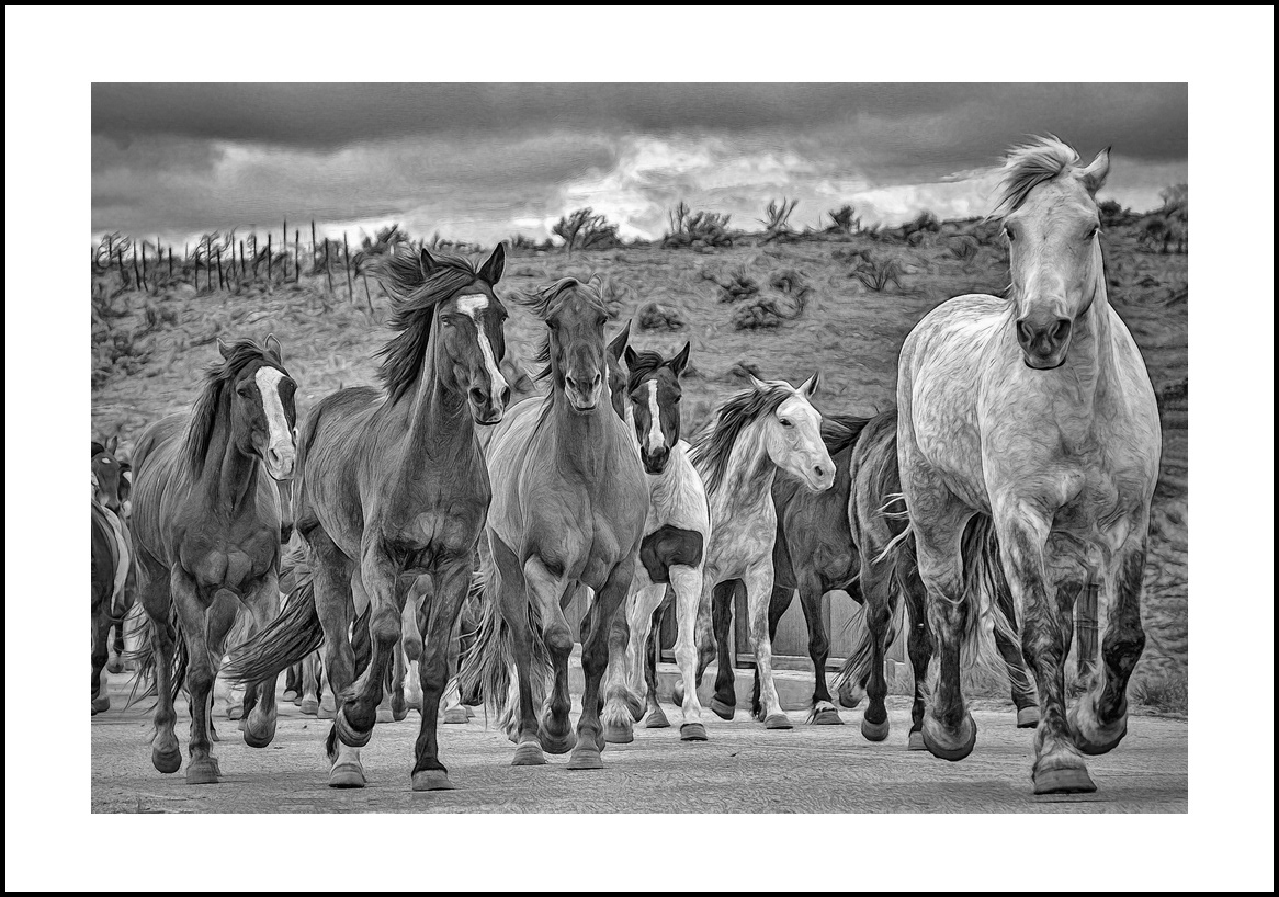 Horses-4x6: 214