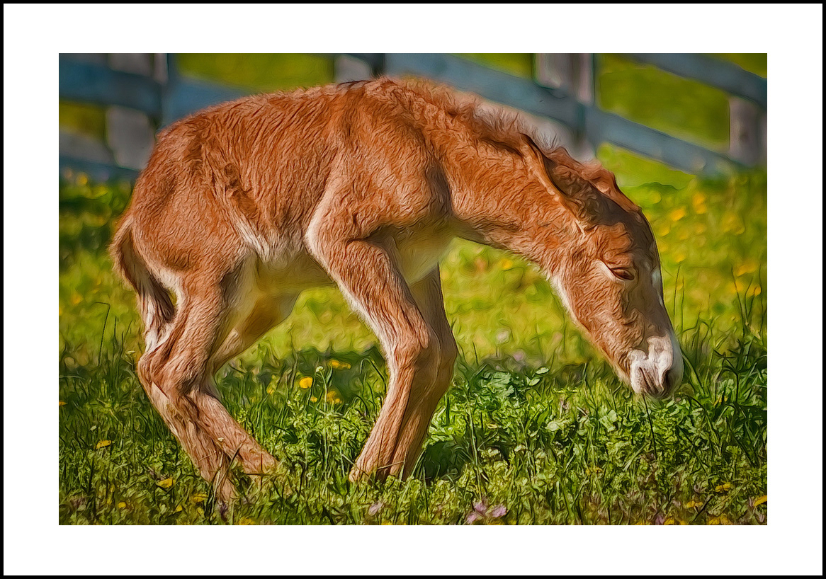 horses-4x6: 456