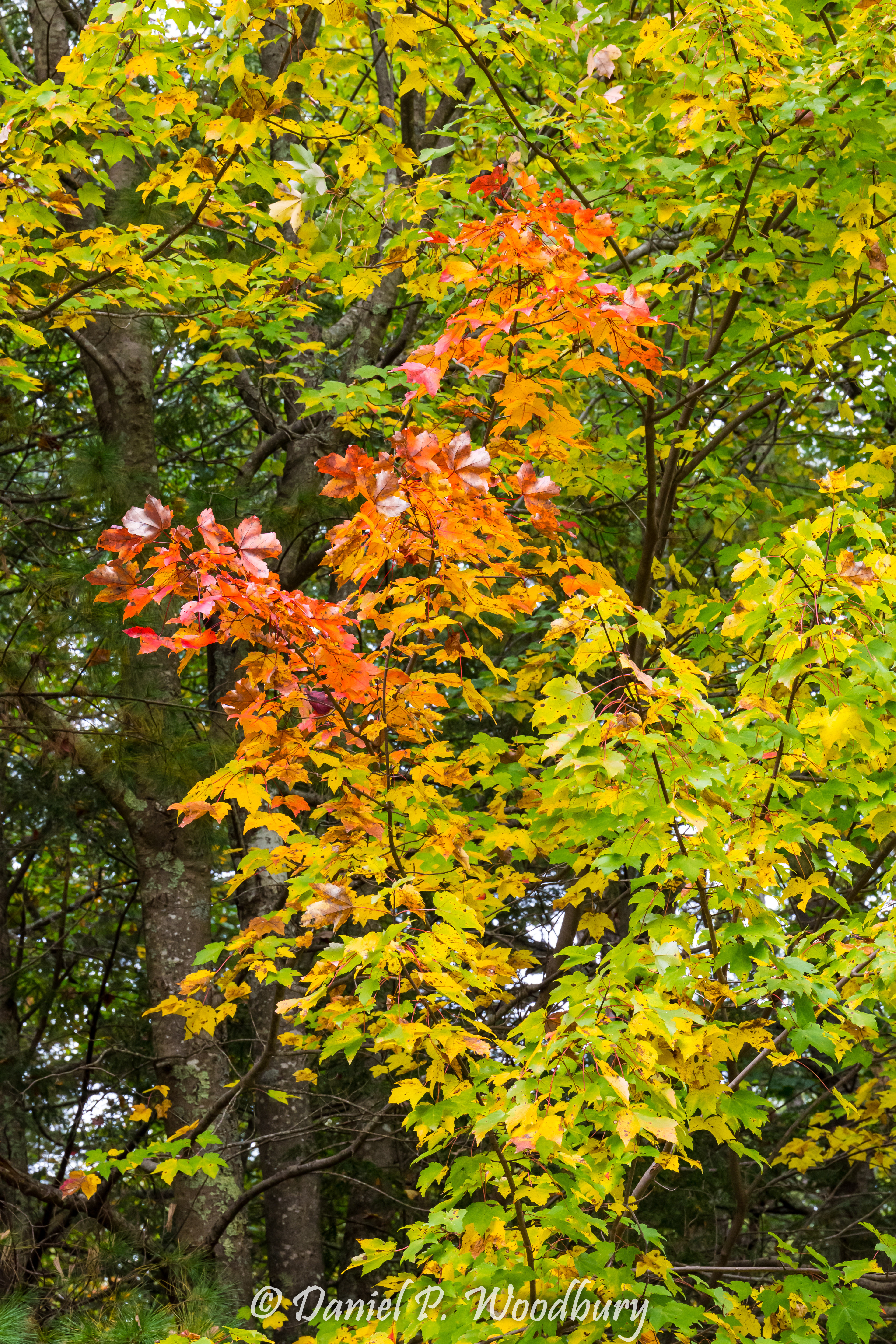 Timeline Of Fall