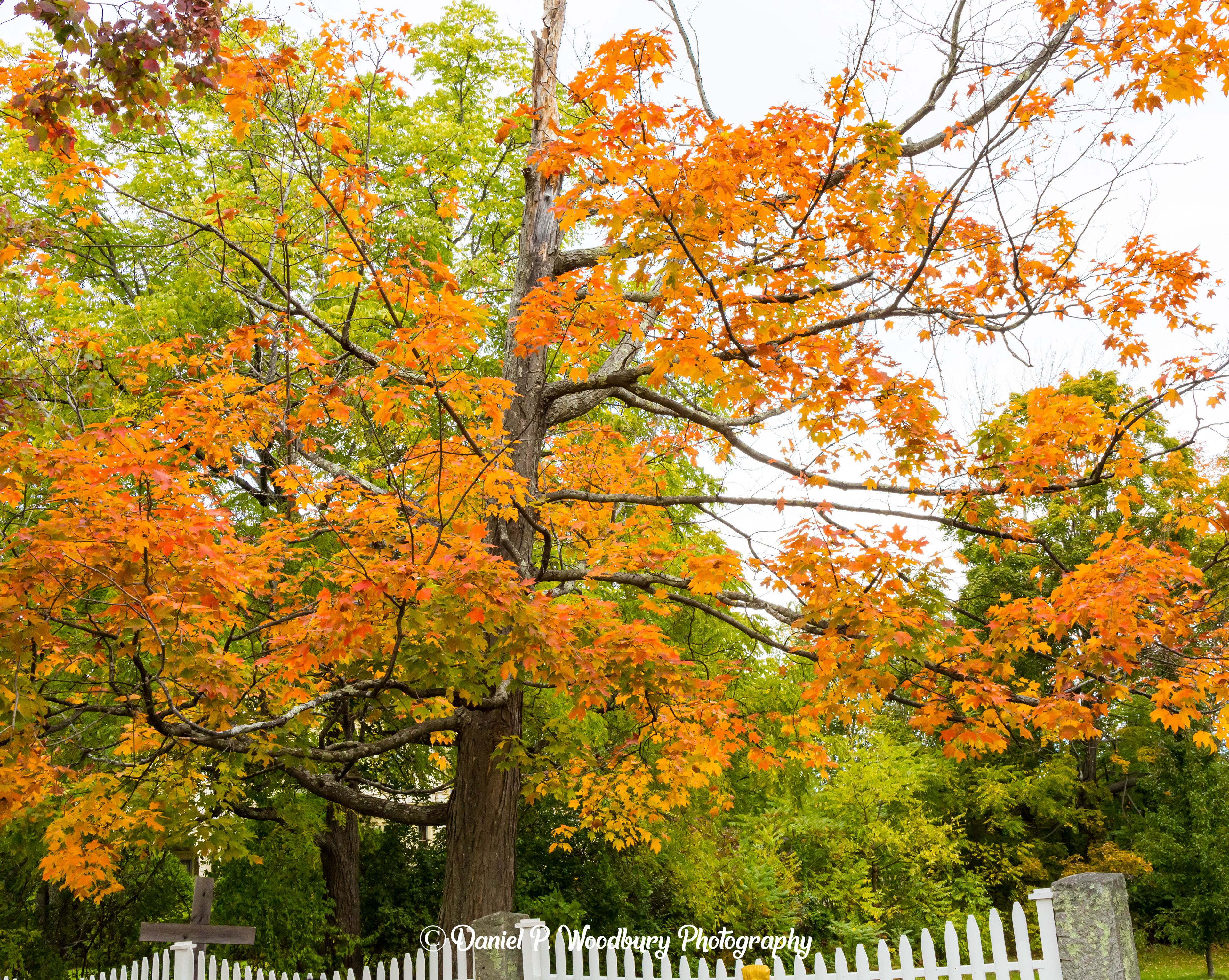 Chester, NH Foliage
