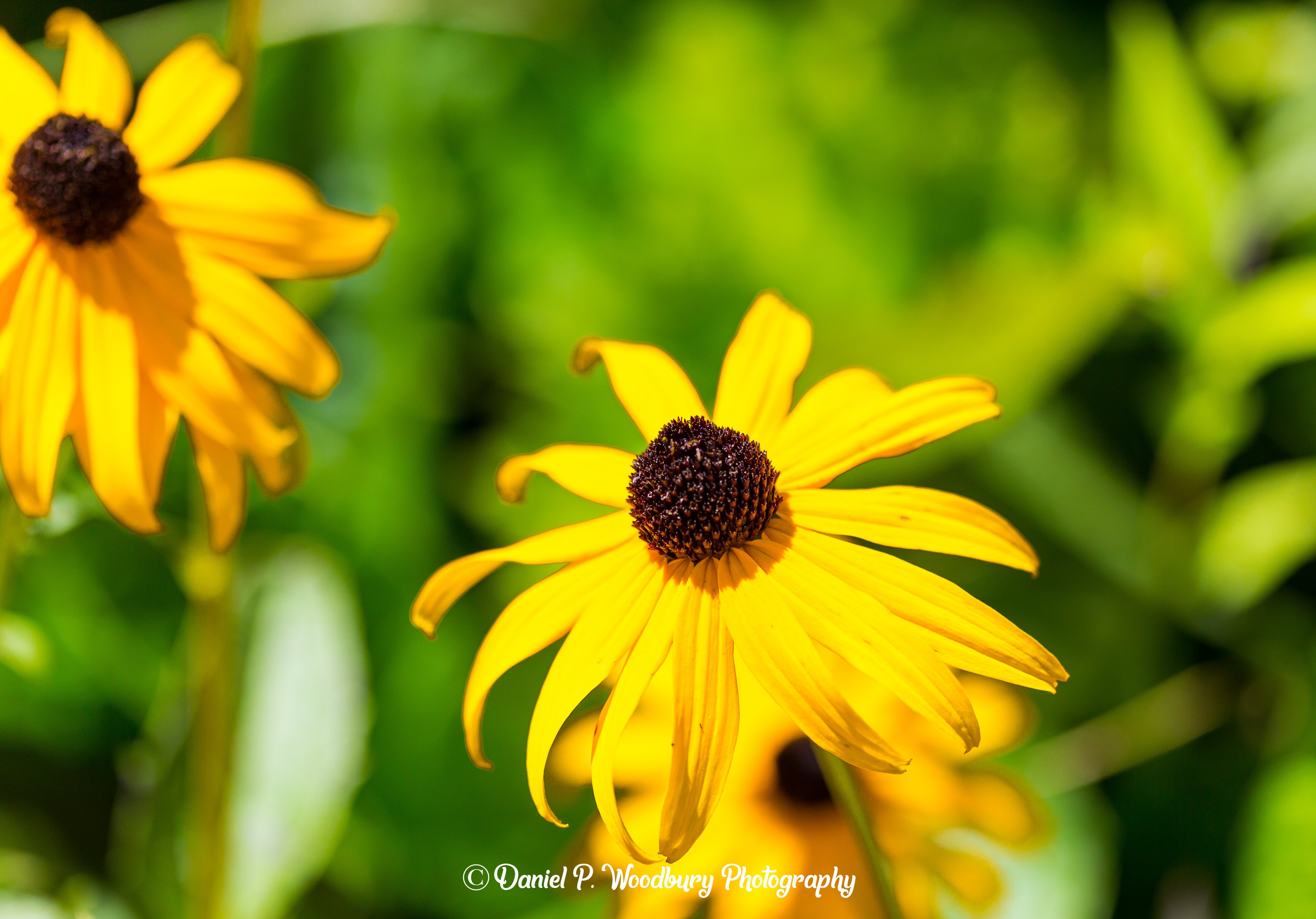University Of New Hampshire-Black-Eyed Susan