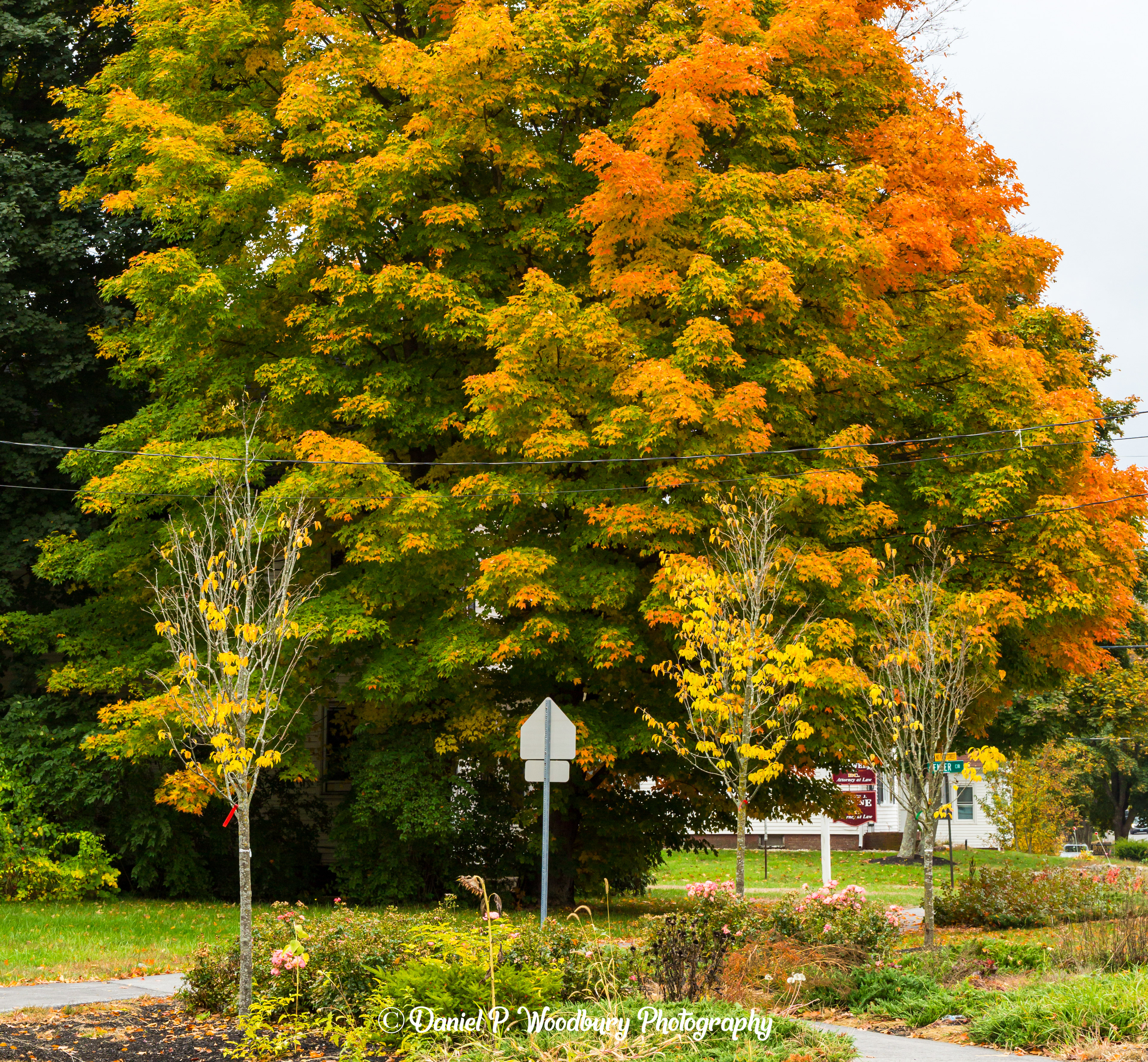 Foliage In Plaistow, NH