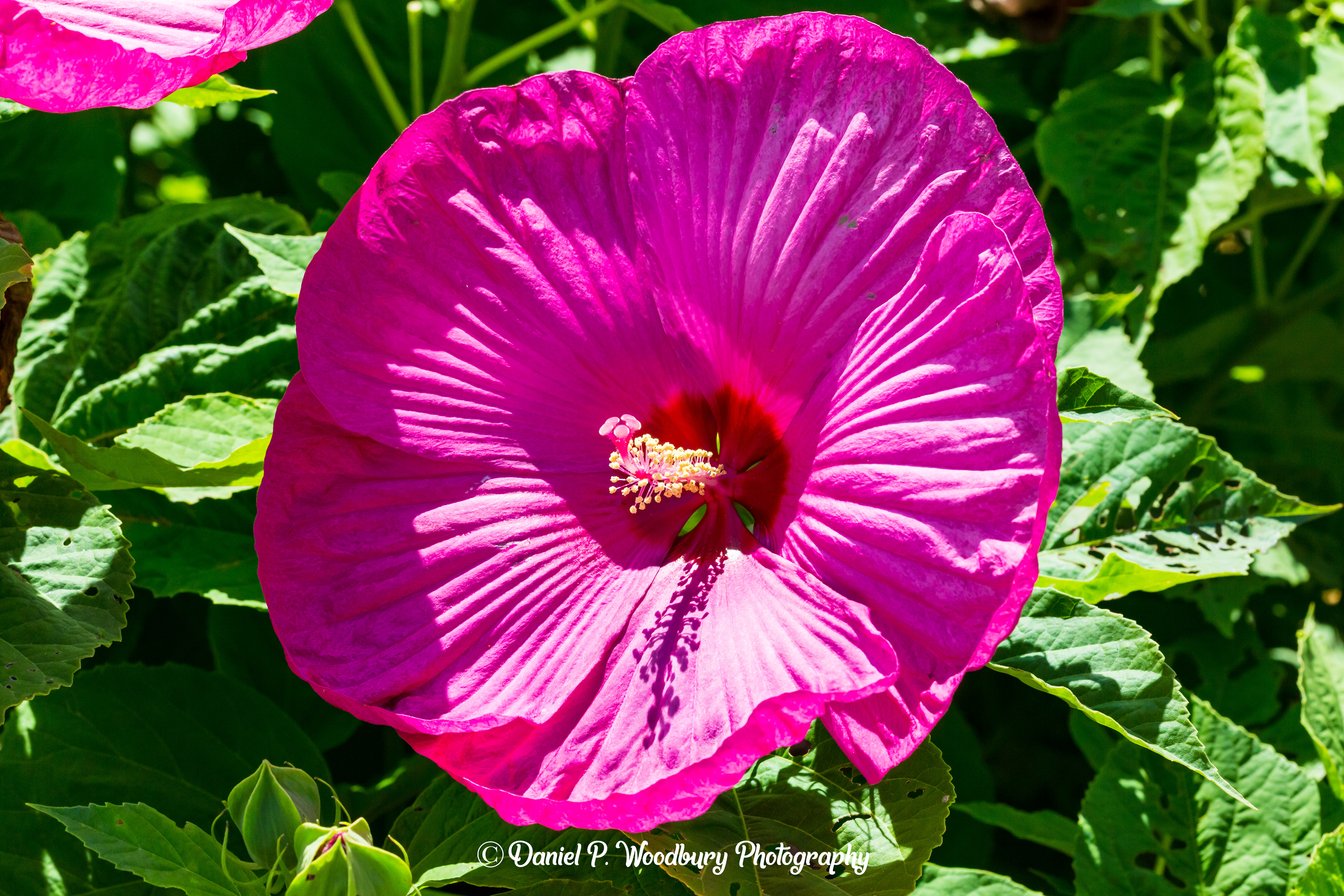 University Of New Hampshire-Unknown Flower