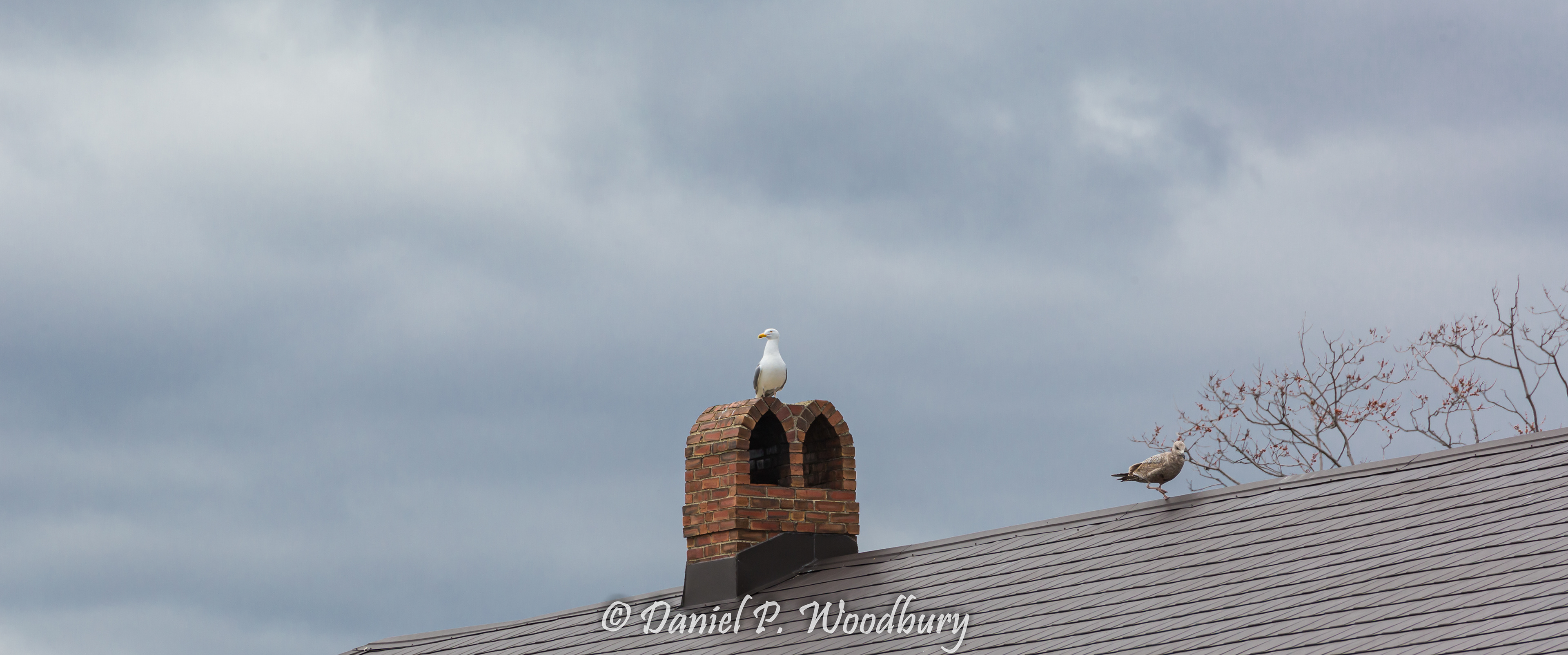 Seagull Hangout