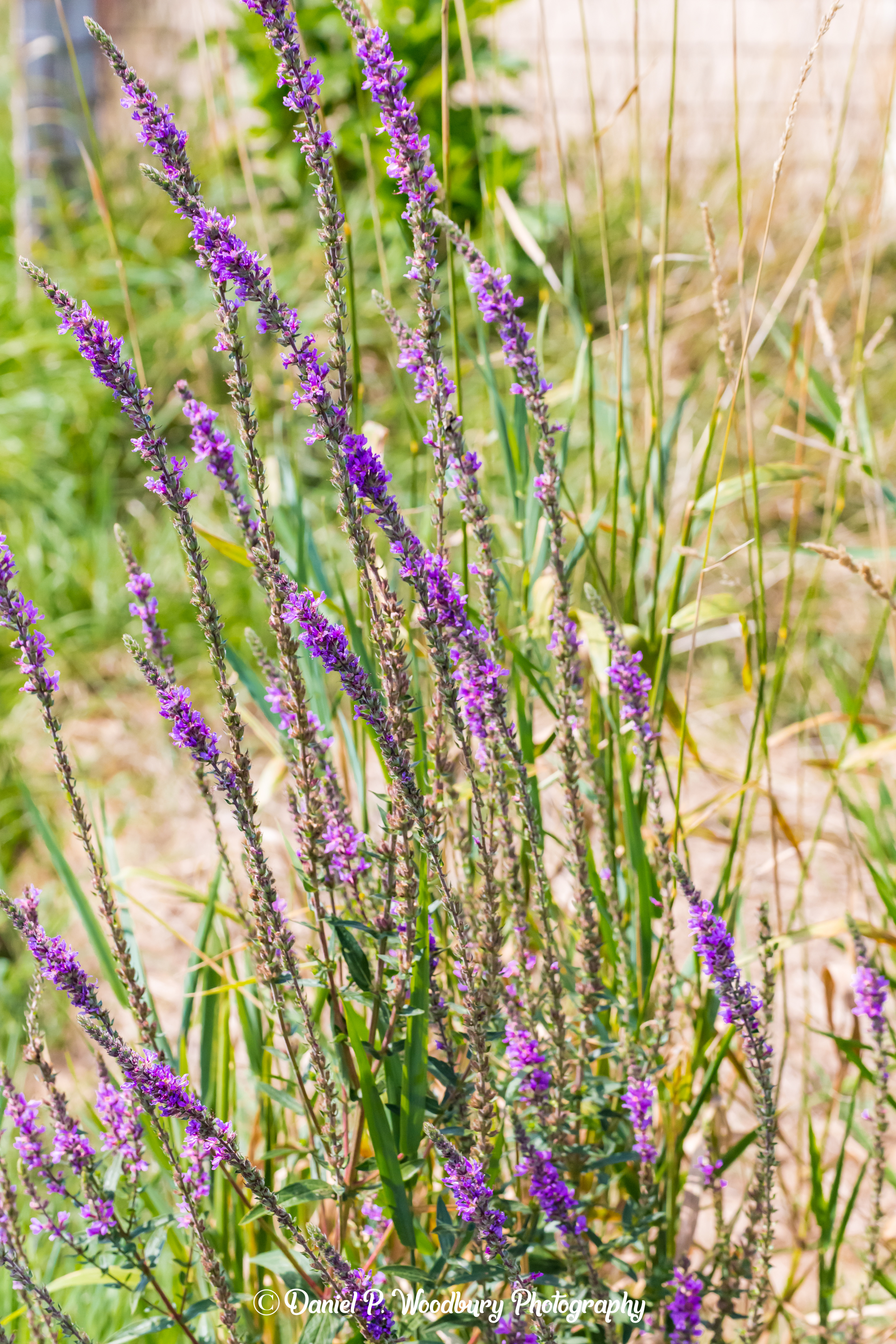 University Of New Hampshire-Purple Thistle...Maybe!