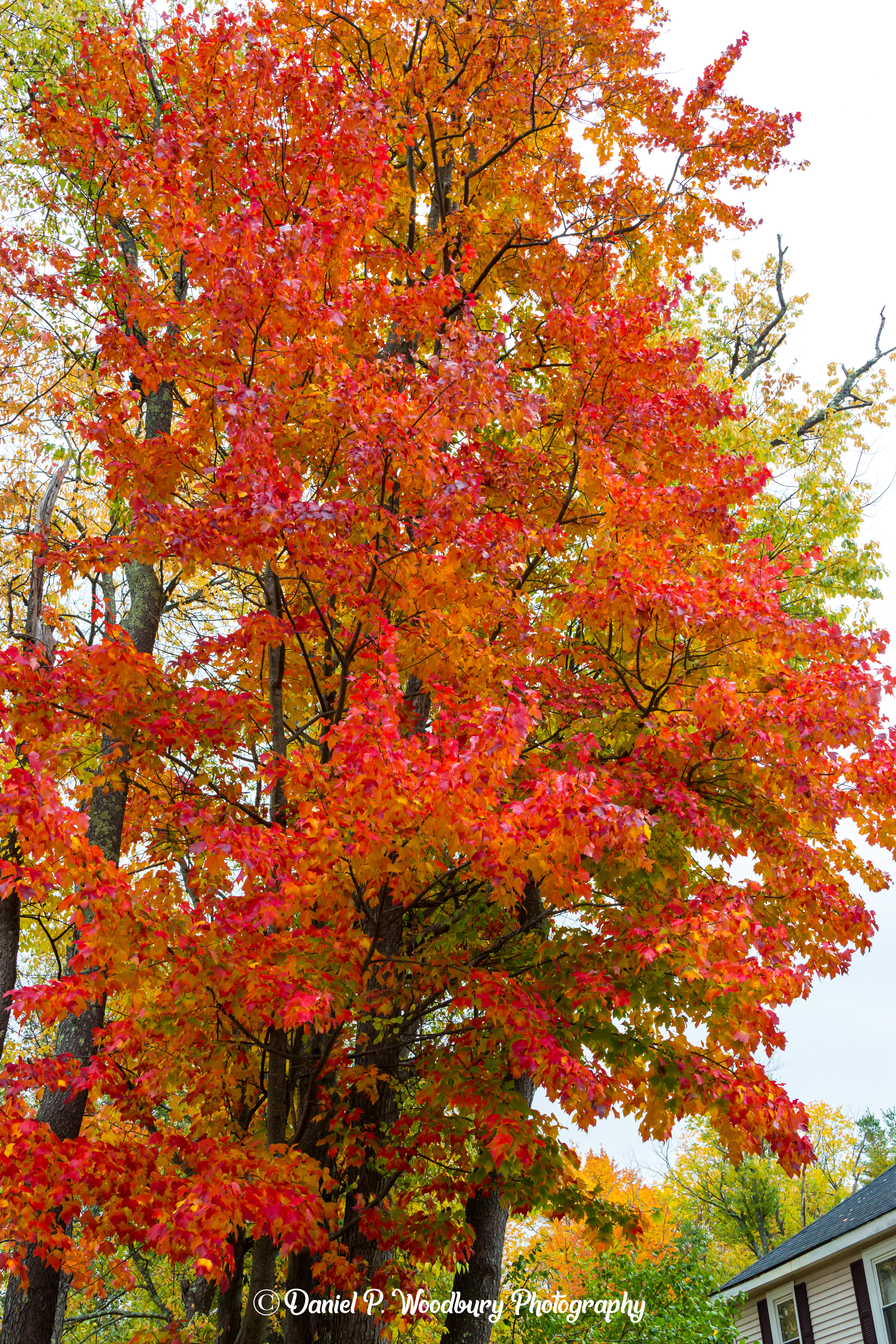 Foliage In Plaistow, NH