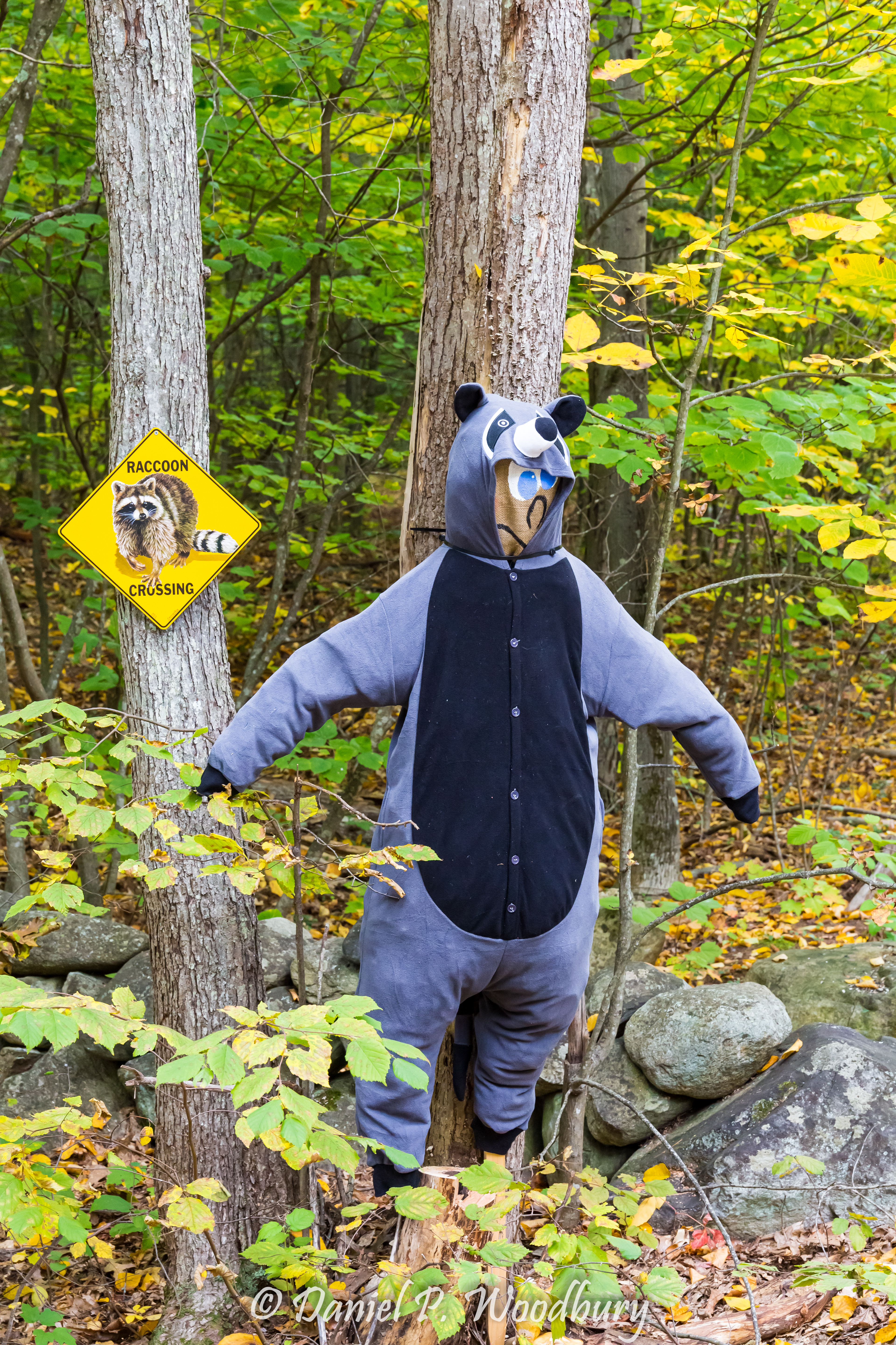 Raccoon Crossing Scarecrow